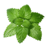 lemon-balm.png